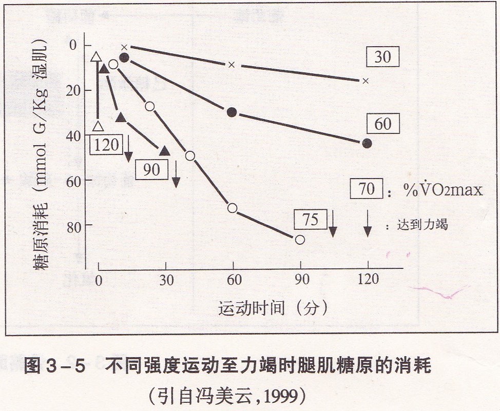 不同强度运动至力竭时腿肌糖原的消耗(引自冯美云,1999)
