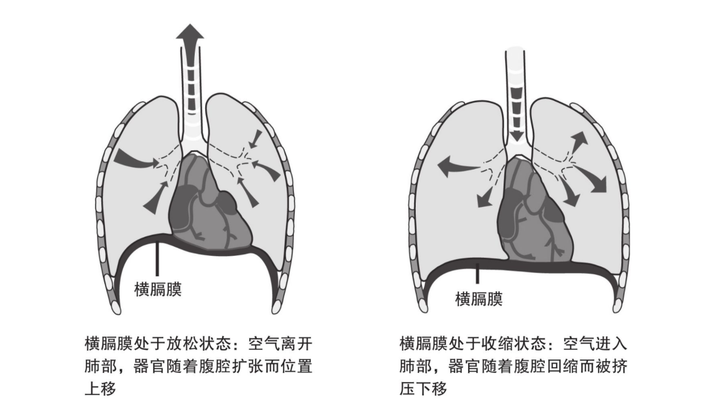 腹式呼吸时横膈膜的运动